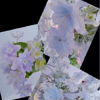 紫陽花 墨田の花火の投稿画像一覧 Greensnap グリーンスナップ