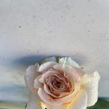 エールの画像 by yuさん | バラ大好きとバラのある暮らしと河本ローズと可愛いとエール