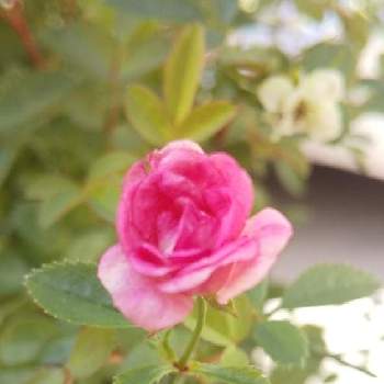 姫バラ　ほほえみルージュの画像 by まゆさん | 小さな庭と姫バラ　ほほえみルージュと花のある暮らしと今日のお花とばら バラ 薔薇