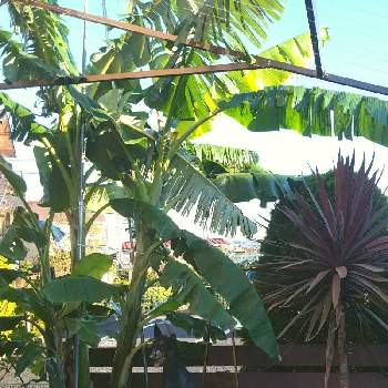 コルジリネ ・レッドスターの画像 by 武藏さん | 小さな庭とアイスクリームバナナとコルジリネ レッドスターと観葉植物と植物のある暮らしと植物男子とアイスクリーム バナナとおうち園芸と緑のある暮らしと熱帯植物とコルジリネ ・レッドスターとコルジリネ☆とバナナ✨