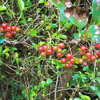 サルトリイバラの実の投稿画像一覧 Greensnap グリーンスナップ サルトリイバラの実の投稿画像一覧 Greensnap グリーンスナップ