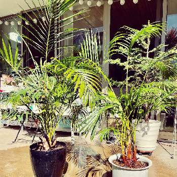 もみの木の投稿画像一覧 Greensnap グリーンスナップ