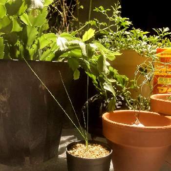 グラスツリーの投稿画像一覧 Greensnap グリーンスナップ