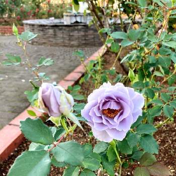 紫の薔薇の画像 by れいちるさん | お出かけ先と薔薇と名前を教えて！と薔薇愛同盟と私の癒しと熊谷と埼玉県と花のある暮らしと秘密の花園と紫の薔薇