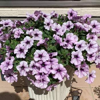 冬越しペチュニアの投稿画像一覧 Greensnap グリーンスナップ