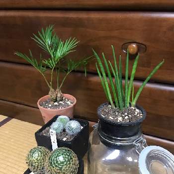 サンセベリア スタッキーの投稿画像一覧 Greensnap グリーンスナップ