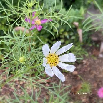コスモス シーシェルの画像 by けろけろさん | 小さな庭とコスモス シーシェルとコスモスと咲いた！と白い花と種から