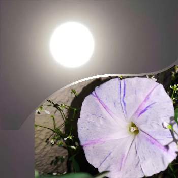 今日は満月の画像 by ゆんさん | バルコニー/ベランダとアサガオと今日は満月と２０２０年５月同期と夜型生活になってしまった