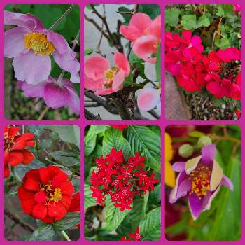 友達のお家♡の画像 by 元ちゃんさん | 小さな庭と嬉しいな♡と我が家の庭♡と友達のお家♡ときれいと可愛いお花♪とウォーキング中と赤い実が可愛い