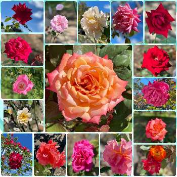 大きな公園の画像 by  kazumi♡さん | お出かけ先と薔薇とさいた✨と昭和48年開園と薔薇園と大きな公園と近くの小さな薔薇園