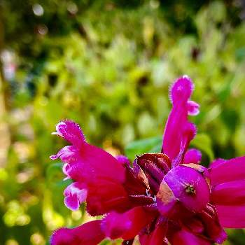 日当たりの良いところの画像 by ✴︎Ｃｈｉｅ✴︎さん | インボルクラータ(ローズリーフセージ)とサルビアインボルクラータ、と花とつぼみと山野草と赤い葉脈とローズリーフセージ♡と植物を愛でると薬用植物と葉っぱlove♥と多年草と赤紫色の花と中央アメリカ原産と芳香と日当たりの良いところとナチュラルガーデンと秋の景色とピンク色の花とシソ科アキギリ属と祈りを込めてとありがとう医療従事者の方々と平和の祈り