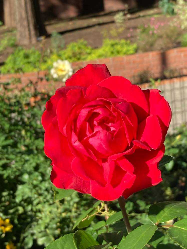 秋薔薇　ページ 秋薔薇 ページ mqdefault.jpg