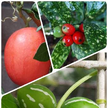カラスウリの実✨の投稿画像一覧｜🍀GreenSnap（グリーンスナップ）