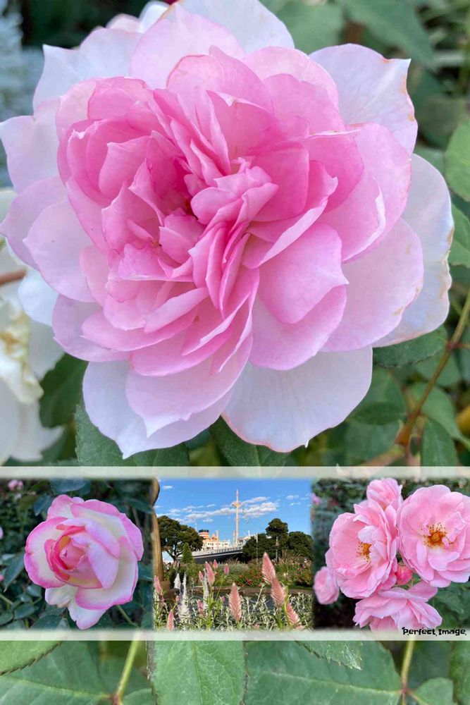 ユダコさんの山下公園への投稿