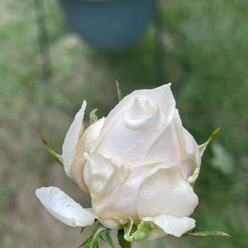 バラ パスカリの画像 by gakkyさん | ミニバラ・バラとパスカリとバラとバラ パスカリとバラ 鉢植えと花のある暮らしとお花好きとばら バラ 薔薇