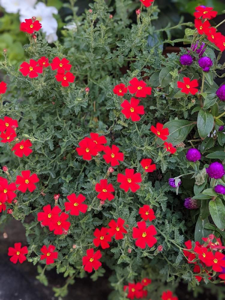 サンブリテニア スカーレットの投稿画像 By 荒川散歩さん 小さな庭と10月とpwの花と長期開花組と赤い花とあきと10月とpwの花と長期開花組と赤い花とあき 21月10月21日 Greensnap グリーンスナップ Greensnap グリーンスナップ