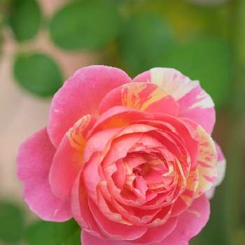 バラ クロードモネの画像 by ボヤージュさん | 小さな庭とバラ クロードモネと秋バラと薔薇に魅せられてとバラ大好きとバラのある暮らしとバラが好きとばら 薔薇 バラ
