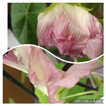 綿の花 の投稿画像一覧 Greensnap グリーンスナップ