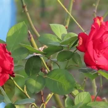 散歩道の花たちの画像 by corotさん | お出かけ先と散歩道の花たちと赤い薔薇*