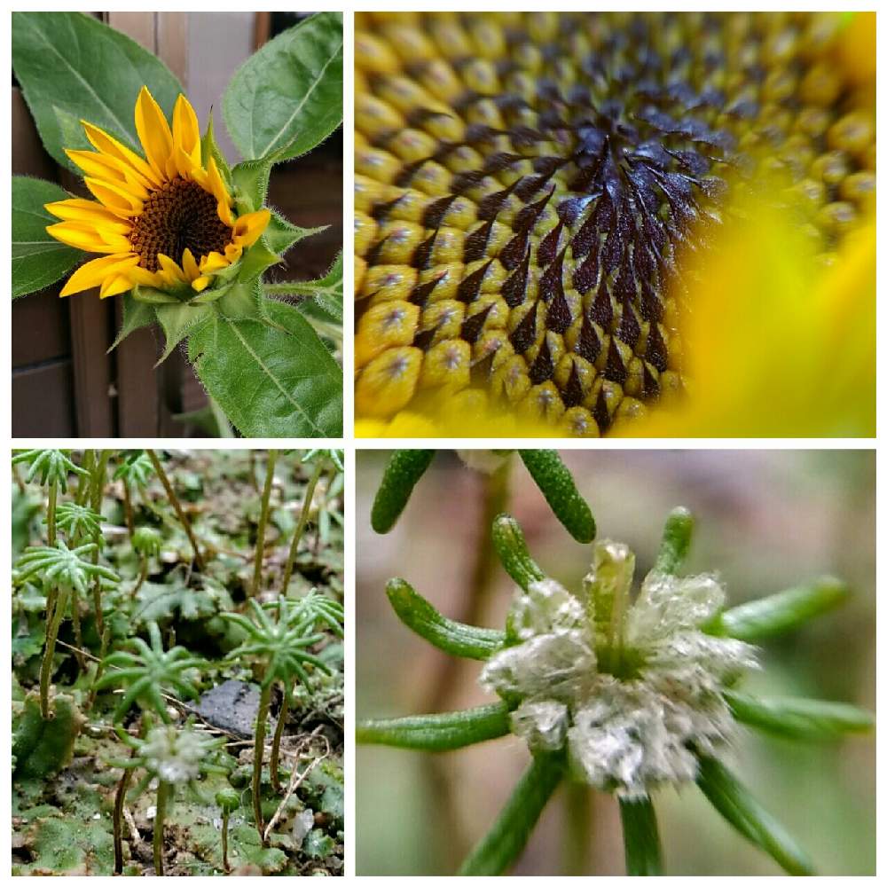 ゼニゴケの雌株の投稿画像 By 春ちゃんさん ひまわりと広い庭とマクロレンズと嬉しいと苔苔探検隊と綺麗と癒やされてと可愛いと野草 山野草と小さいとかわいいとマクロレンズと嬉しいと苔苔探検隊と綺麗と癒やされてと可愛いと野草 山野草と小さいとかわいい 21月10月