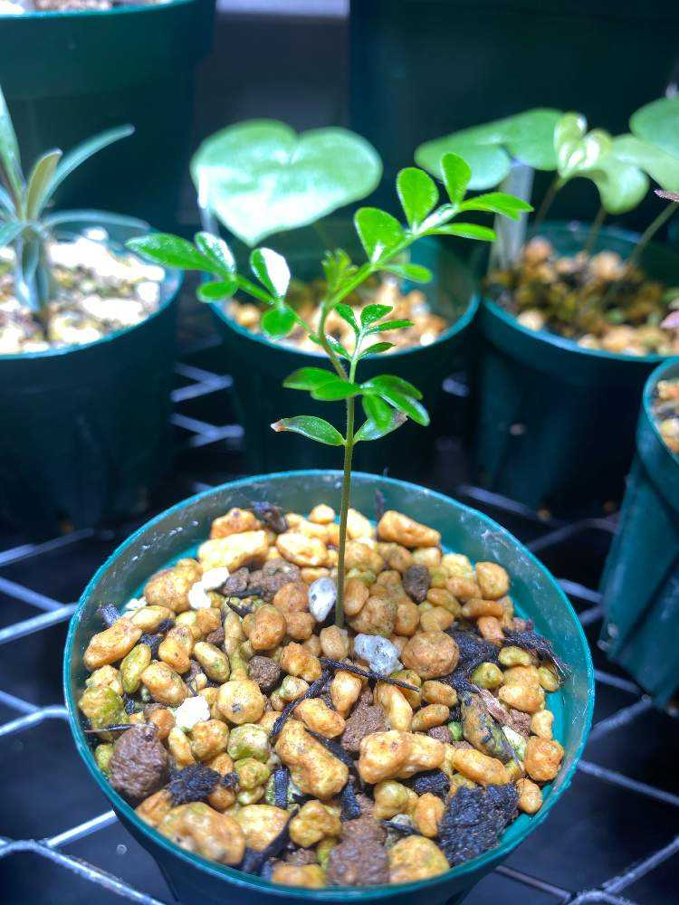 実生8年　オペルクリカリア　デカリー オペルクリカリア デカリー（実生） | hanayoshi-botanical