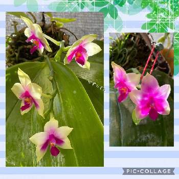 輪ゴムの投稿画像一覧 Greensnap グリーンスナップ