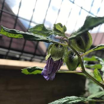 黒ほうずきの投稿画像一覧 Greensnap グリーンスナップ