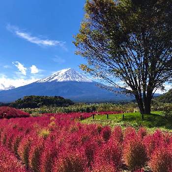 富士山とコキアの投稿画像一覧 Greensnap グリーンスナップ