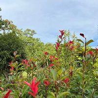 レッドロビンの育て方 苗の植え方や肥料の与え方は 鉢植えでも育つ Greensnap グリーンスナップ レッドロビンの育て方 苗の植え方や肥料の与え方は 鉢植えでも育つ Greensnap グリーンスナップ