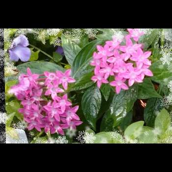 ペンタスの花の画像 by レモンさん | 小さな庭と可愛い♡とペンタスの花とおうち園芸