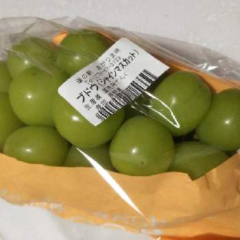 シャインマスカットの投稿画像一覧 Greensnap グリーンスナップ