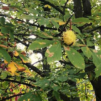 栗の実の画像 by きぃじーさん | お出かけ先と栗の実と印象派の遊歩道と黄色い葉っぱとフランスの風景と秋の色