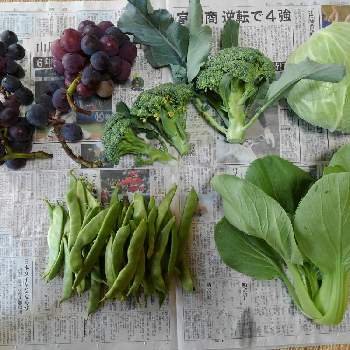 チンゲン菜の画像 by なつさん | 畑と大根。と家庭菜園とチンゲン菜とモロッコインゲン豆とブロッコリー。とキャベツ♡
