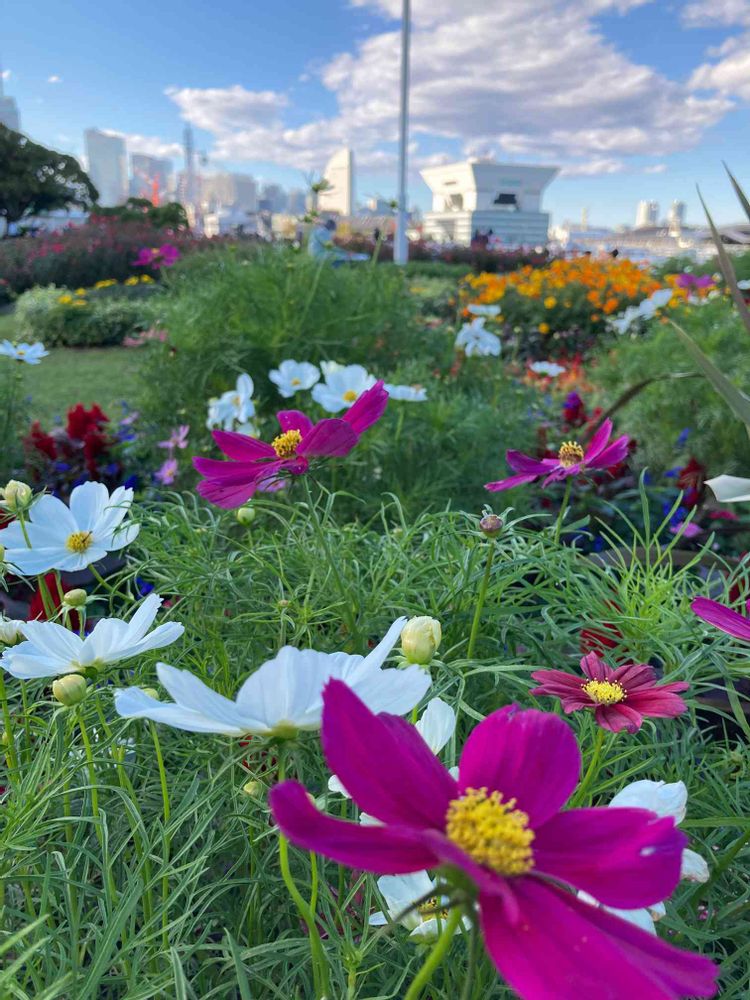 ユダコさんの山下公園への投稿