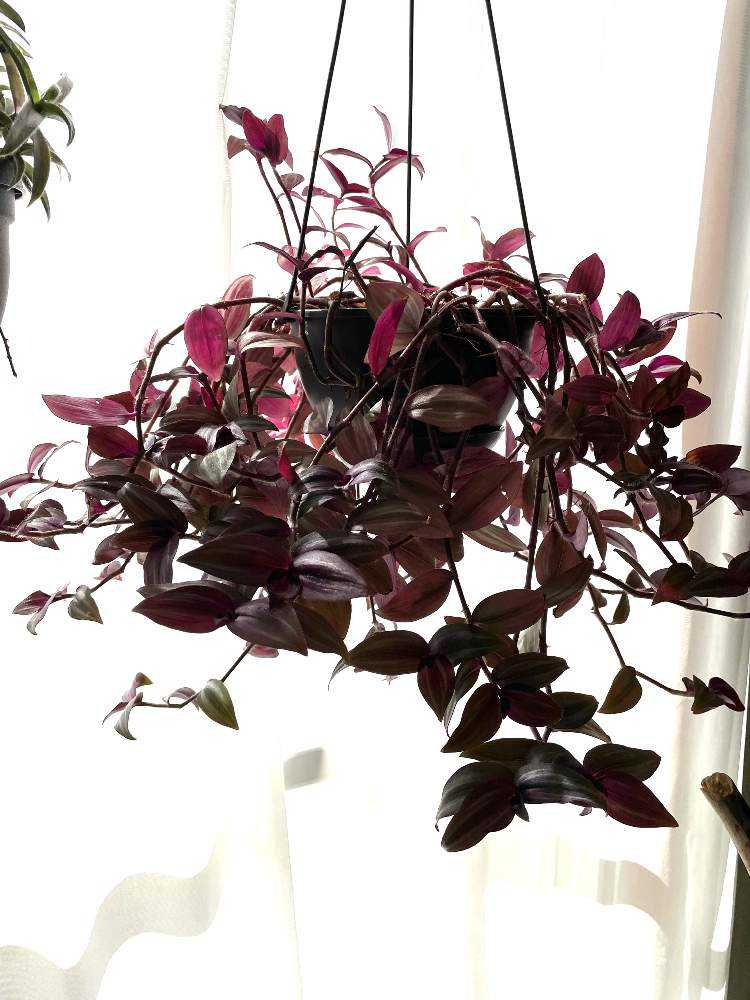 トラディスカンティア 2021 ｜🍀GreenSnap（グリーンスナップ）