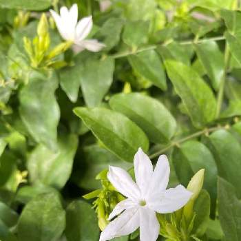 ジャスミン 花美人の投稿画像一覧 Greensnap グリーンスナップ