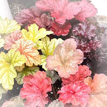 ヒューケラ　フォーエバーレッドの画像 by サチコさん | 小さな庭とヒューケラ ・メルティングファイヤーとヒューケラ トパーズジャズとヒューケラ　フォーエバーレッドとヒューケラ チェリーコーラとヒューケラ♪とカラーリーフと寄せ植えと癒しとマイガーデンときれいとおうち園芸と秋色と紅葉（こうよう）とハルディンと可愛いと花のある暮らしとキレイな葉っぱとお花とお花好きと地植え