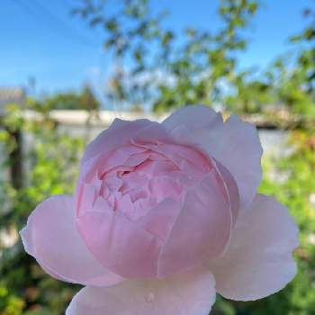 鉢植えの薔薇の画像 by ふぁりさん | バルコニー/ベランダとイングリッシュ ローズとERセントセシリアと鉢植えの薔薇