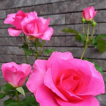 ピンク色のバラの画像 by フランさん | バラ うららとピンク色のバラと素敵なバラと毎日ローズショーとおうち園芸とはなのある暮らしとピンクワールドへ ようこそとガーデニングと可愛いバラと薔薇のある暮らしと綺麗なミニ薔薇と薔薇大好き
