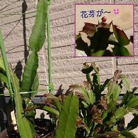 クジャクサボテンの育て方 植え替え時期や方法は 剪定は必要 Greensnap グリーンスナップ