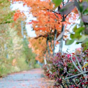 秋雨の画像 by piaMo☆さん | お出かけ先とニシキギとLove Hokkaido♡と雨の歩道と・・・秋の空と紅葉シーズンと秋雨