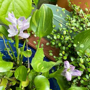 布袋草の投稿画像一覧 Greensnap グリーンスナップ