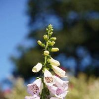 ジギタリスの育て方 種まきや植え替えの時期 増やし方は Greensnap グリーンスナップ