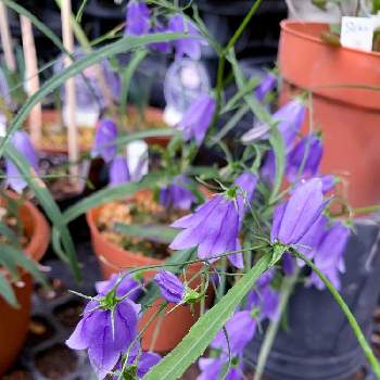 お花屋さんの店先での画像 by EMIさん | 深大寺と青い花とお花屋さんの店先でと紫色のお花と花のある暮らし