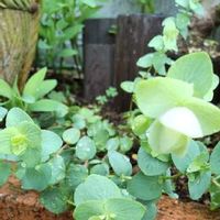 オレガノ ケントビューティーの育て方 切り戻しや挿し木の方法は Greensnap グリーンスナップ