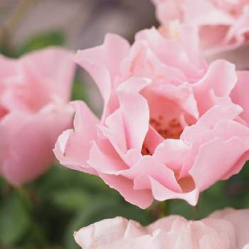 ダフネの投稿画像一覧 Greensnap グリーンスナップ