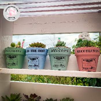 フリーマーケットの投稿画像一覧 Greensnap グリーンスナップ