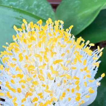 マユハケオモト♪の画像 by こころんさん | きれいと癒されるとマユハケオモト♪とほわほわとかわいいと白い花とマユハケオモトの花✿とかわいい♡