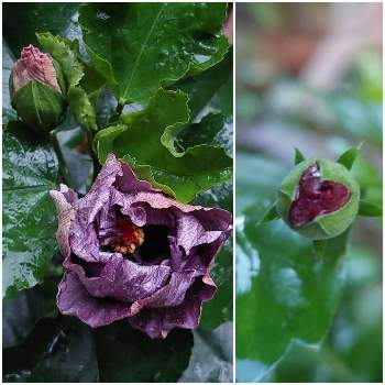 ハイビスカス　デニムブルーの画像 by ゴン母さん | 小さな庭とハイビスカス　カーネーション咲きとハイビスカス　デニムブルーと雨の庭と金曜日の蕾たち