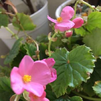 室内花の投稿画像一覧 Greensnap グリーンスナップ